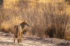 USA, New Mexico, Bosque Del Apache National Wildlife Refuge. Coyote standing in field. Art Print